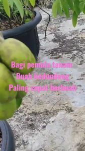 Buah kedondong | BIBIT CANGKOK| Cepat Berbuah | Berbuah Di Dalam Pot