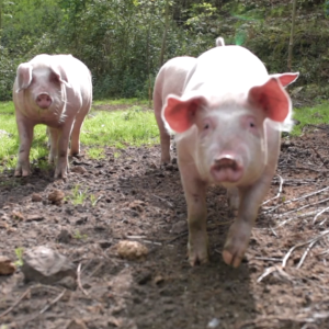 Vitboo Pig Growth Booster