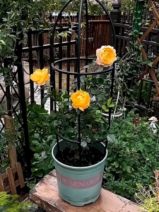 จัดส่ง 24 ชั่วโมง โครงกุหลาบ เบอร์ดี้ 145cm*28cm ซุ้มกุหลาบ ซุ้มกุหลาบเลื้อย โครงกุหลาบเลื้อย ซุ้มไม้เลื้อย เหล็กแข็งแรง ท่อเหล็กเคลือบ PE กันสนิม กระถางต้นไม