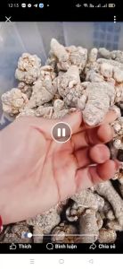 Củ Tam thất Bắc rừng. Dược liệu quý biếu tặng thượng hạng. Củ tam thất khô vùng núi cao Tây Bắc