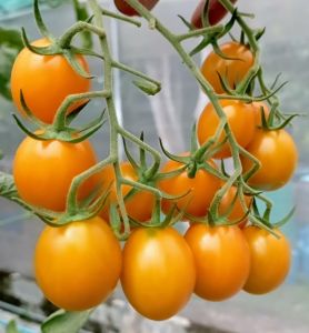 มะเขือเทศเชอร์รี่ 200เมล็ดสีเหลืองพันธุ์นอกเมล็ด Roma Tomato***ศึกษาวิธีการเพาะได้ในรายละเอียดสินค้า***