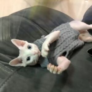 Warm Knitted Sphynx Cat Sweater Winter Pet Clothes for Cats mascotas Clothing Katten Kedi Kitten Puppy Pullovers ropa para gatos