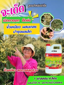 จะเด็ด 4 ลิตร สำหรับลำไย ฉีดพ่นทางใบ เปิดตาดอก ยืดช่อ ผสมเกสร ขั้วเหนียว บำรุงผลเล็ก ลดการใช้ปุ๋ยเคมีทางดิน
