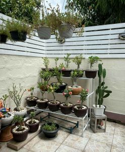 ชั้นวางต้นไม้แบบประกอบจิ๊กซอว์  ขนาดยาว100ซ.ม สามชั้น  ควรเลือนลงอ่านข้อมูลเพิ่มเติมข้างล่าง