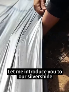 Silvershine 150/250/500M silvershine plastik penutup tanah silvershine plastik hitam tutup tanah plastik penutup tanah