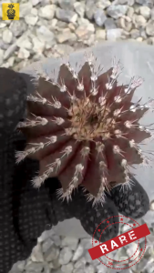 Rare Uebelmannia Pectinifera x Buiningii / Purple Skin / Seedling / kaktus / Cactus