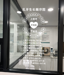 Childrens Tooth Growth Sequence Chart Dental Swap Knowledge Clinic Promotion Glass Door Window Wall Sticker Decorations