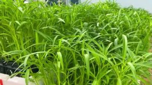 VALUE PACK (25 SEEDS) THAI KANGKONG SEEDS/FOR PLANTING/THAI VARIETY