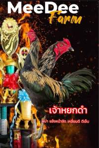 ไข่เชื้อไก่ชนพม่า เจ้าหยกดำ ชั้นหลานปลาเงิน ตีเจ็บสุดๆ