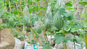 YELLOW WATERMELON (5PCS SEEDS) - SUPER SWEET/EASY TO GROW/HIGH YIELD/MORE PROFIT