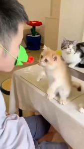 ของเล่นแมว แท่งแมวอุปกรณ์ประกอบฉากการโต้ตอบทางอารมณ์กบยื่นลิ้นออกมาอุปกรณ์วิเศษสำหรับทั้งแมวและสุนัขเพื่อคลายความเบื่อหน่าย