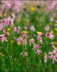 Applekidz Setelan Celana Muslimah Anak Perempuan Tanggung Aqeela