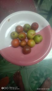 buah bidara arab