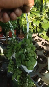 Lan Vỏ Sò treo mini Hợp Thủy hoặc Mộc trang trí nhà cửa sân vườn phòng học.