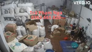 Trà Tân Cương Thái Nguyên trà đinh nõn Phát Tài đặc biệt thơm ngon cao cấp - Trà Thái Nguyên Phạm Nga