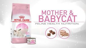 Hạt cho mèo Royal Canin Mother Babycat Thức ăn cho mèo mẹ mang thai và mèo con 4kg Petemo Pet Shop