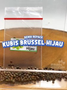 Benih Kubis Brussel Unggulan Berkualitas biji bibit repack Brussels Sprout sayur sayuran kol mini hijau ungu jumbo hydroponik hidroponik tanaman pot