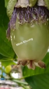 Chậu Cây giống dưa tây chịu nhiệt quả siêu to vỏ bóng thịt thơm ngọt -Vườn Minh Khương