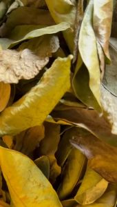 Dried Organic Soursop Leaves - 风干红毛榴莲叶 （50PCS OR 100PCS/1BAG)- Daun Durian Belanda Kering (有机天然，无化学， 零农药)