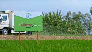 Trừ Sương Mai chết yểu thối trái thối gốc bạc lá cây trồng - Bayer Aliette 800WG gói 500gr - Cam kết hàng chính hãng Bayer đúng như hình