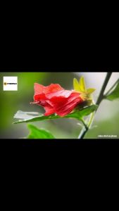 YGT 24 Inch Pro Monitor 1920*1080 FHD IPS 100Hz PC Desktop Computer Gaming Monitor