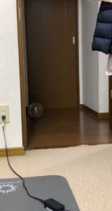 【READY-STOCK】Hamster Exercise ball Hamster rolling ball Mice Running Jogging Ball 10cm & 12cm Bola Senaman Hamster 仓鼠滚球