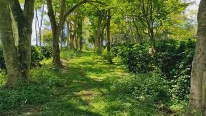 Dong Son 1KG Robusta Coffee Bean Single Origin Imported Vietnam Premium