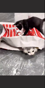 Cute Large Cat Hideaway Bag Interactive Toy Collapsible Cat Hiding Play Bag for Indoor Kittens & Cats