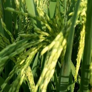 BIBIT BENIH PADI VARIETAS MANTAP BERAT 10 KG