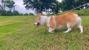 Dog Leash Walking Chest Harness Medium Large Chain Explosion-Proof 狗 牵引绳 外出遛狗绳 胸背带 中大型犬狗链子 拴狗绳 防爆冲
