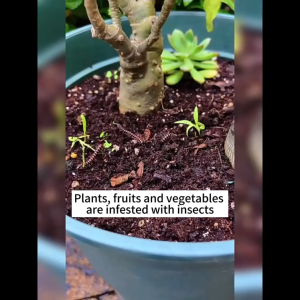 【Refund Guaranteed】Eliminate 10000 pests Pesticides For Plants 🐛 Ubat Racun serangga tanaman 500ml Not harmful to plants Prevents thrips aphids mites whitefliesred spider insecticide Neem Oil For Plants Racun 植物杀虫药水 serangga perosak tanaman