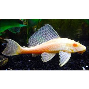 Red Eye Pleco/Ornamental fish/Freshwater/Readystock