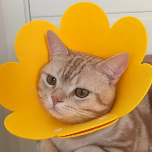 Petus ปลอกคอกันเลีย ปลอกคอแมวและหมา ที่กันเลีย Collar นุ่มนิ่ม ใส่ง่าย ป้องกันการข่วนและเลีย หลายขนาด ไม่ทำให้น้องแมวหนักคอ สินค้ากันน้ำ สวมใส่ง่าย