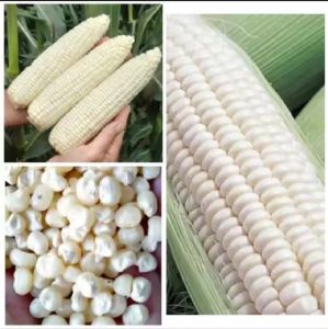 1 KG BENIH JAGUNG PUTIH KETAN PULUT SUPER