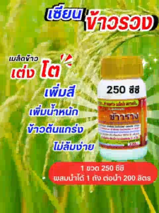เซียนข้าวรวงขนาด 250 ซีซี ฮอร์โมนฉีดพ่นทางใบ หมดปัญหา ข้าวหลุดร่วง เมล็ดลีบ คอรวงหัก  กระตุกรวง กระชากรวงใหญ่ รวงโต ข้าวไม่จู๋ รวงไม่หดสั้น