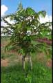 Siêu kích rể sầu riêng , Sang Nguyễn bonsai. 