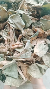 1kg lá cây trầu không sấy khô