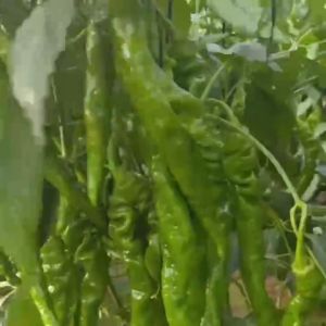 200 เมล็ด เมล็ดพันธุ์พริกสกรู พริกย่น พริกสกรูจีน ประมาณในบรรจุภัณฑ์เดิม โตเร็ว นำเข้าจากต่างประเทศหลัวซือเจียว