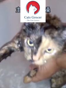 Deodorant Dry Cleaning Powder Cat Body Wash For Cat Afraid Of Water 250g anti bacterial no odour no harm to cat