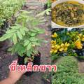 ต้นขี้เหล็ก
    จัดชุด 6 ต้น 100 บาท  
ขี้เหล็กขาวเป็นยาระบาย ต้มรับประทานเป็นยาทำให้นอนหลับ ลดความดันโลหิต ประกอบอาหารได้หลายเมนู
#ฃ. 