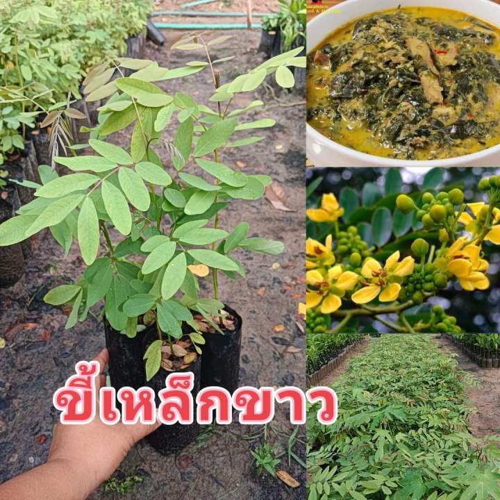 ต้นขี้เหล็ก
    จัดชุด 6 ต้น 100 บาท  
ขี้เหล็กขาวเป็นยาระบาย ต้มรับประทานเป็นยาทำให้นอนหลับ ลดความดันโลหิต ประกอบอาหารได้หลายเมนู
#ฃ