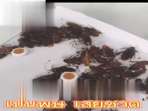 ยาฆ่าแมลงสาบ กำจัดแมลงสาบ ไม่มีมดตลอดทั้งปี ทุกคนจะตาย ยากำจัดแมลงสาบ ไล่แมลงสาบ ที่ดักแมลงสาบ cockroaches killer ฆ่าแมลงสาบ แมลงสาบ กำจัด เหยื่อกำจัดแมลงสาบ เจลกำจัดแมลงสาบ