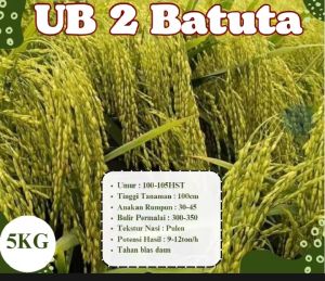 BENIH BIBIT PADI UB2 BATUTA 100hts Per 5kg