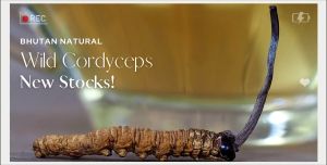 Grade C Bhutan Wild Cordyceps Sinensis Premium 100 Pieces