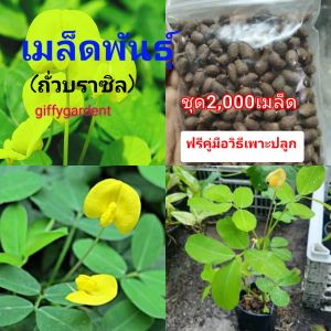 เมล็ดพันธุ์ถั่วบราซิล (บรรจุชุด 2000เมล็ด) ตกแต่งสวนสวนหย่อม สนามหญ้าพืชคลุมดิน