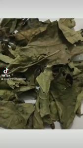 Cây  lA Xạ Đen 2kg Cây  lA Xạ Đen