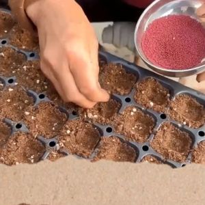 32/50/72/105/128/200 Cell Tray: A Well-Designed Seedling Tray