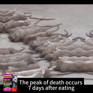 🐀100% Effective Rodent Control Rat Killer, Mouse Killer, Rat Poison, Fast-Acting, Rodenticide, Rat Bait, Mother Balls, Pamatay daga, Solve the troubles of mice at home