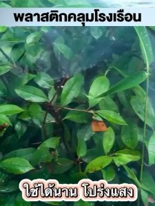 ค่าส่งถูก พลาสติกโรงเรือน หน้ากว้าง พลาสติกใส พลาสติกPE (เกรด A) หนา 120150200 ไมครอน โรงเรือน greenhouse โรงเรือนเพาะชํา พลาสติกคลุมโรงเรือน