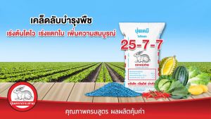 ปุ๋ยเคมี สูตร 25-7-7 Blue ตรากระต่าย